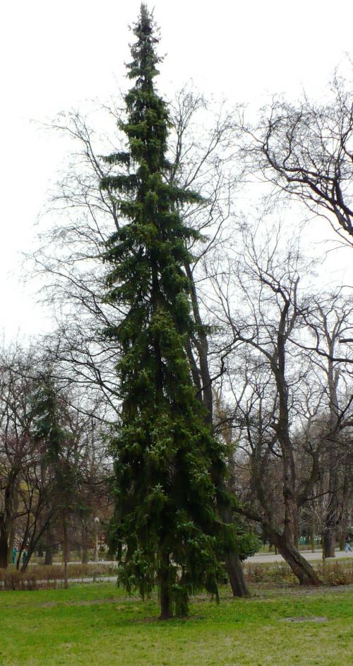 Picea omorika-szerb luc
